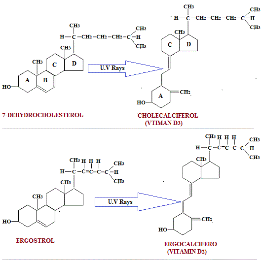 Vitamin D Structure Vitamin D Biosynthesis Benefits Daily